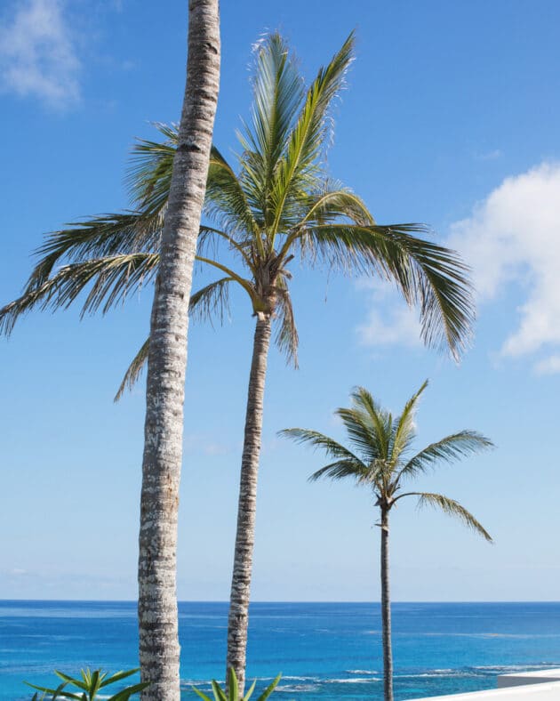 Palm trees overlooking the ocean.