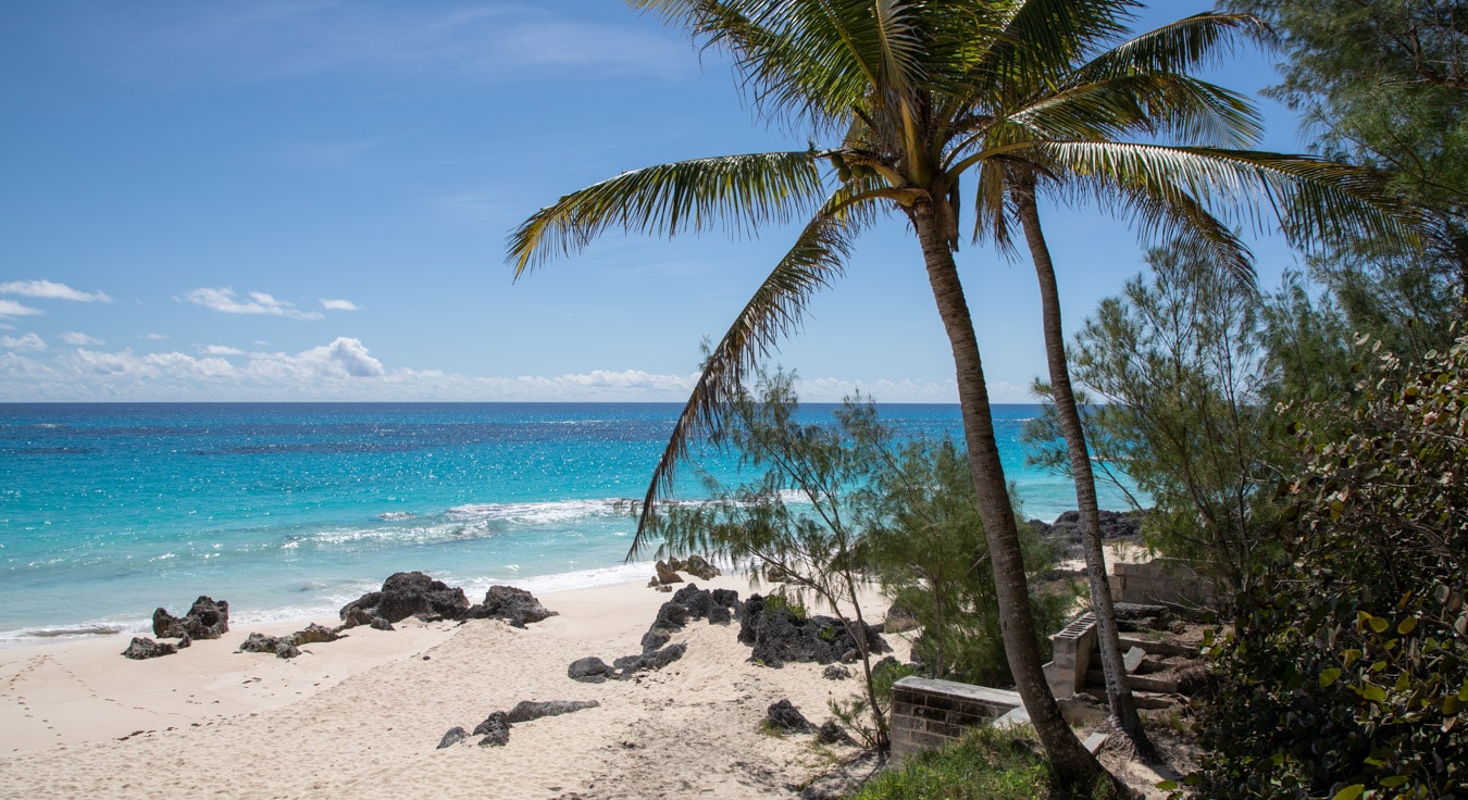 A beach with palm trees.