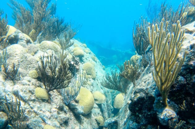 An underwater coral reef with plants.
