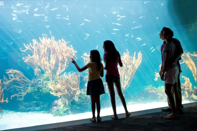 family looking at aquarium exhibit