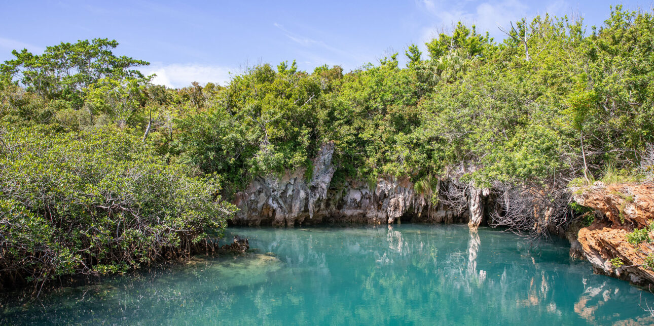 Blue Hole Park Tom Moore's Jungle