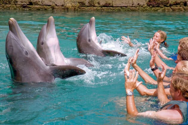 Dolphin Quest