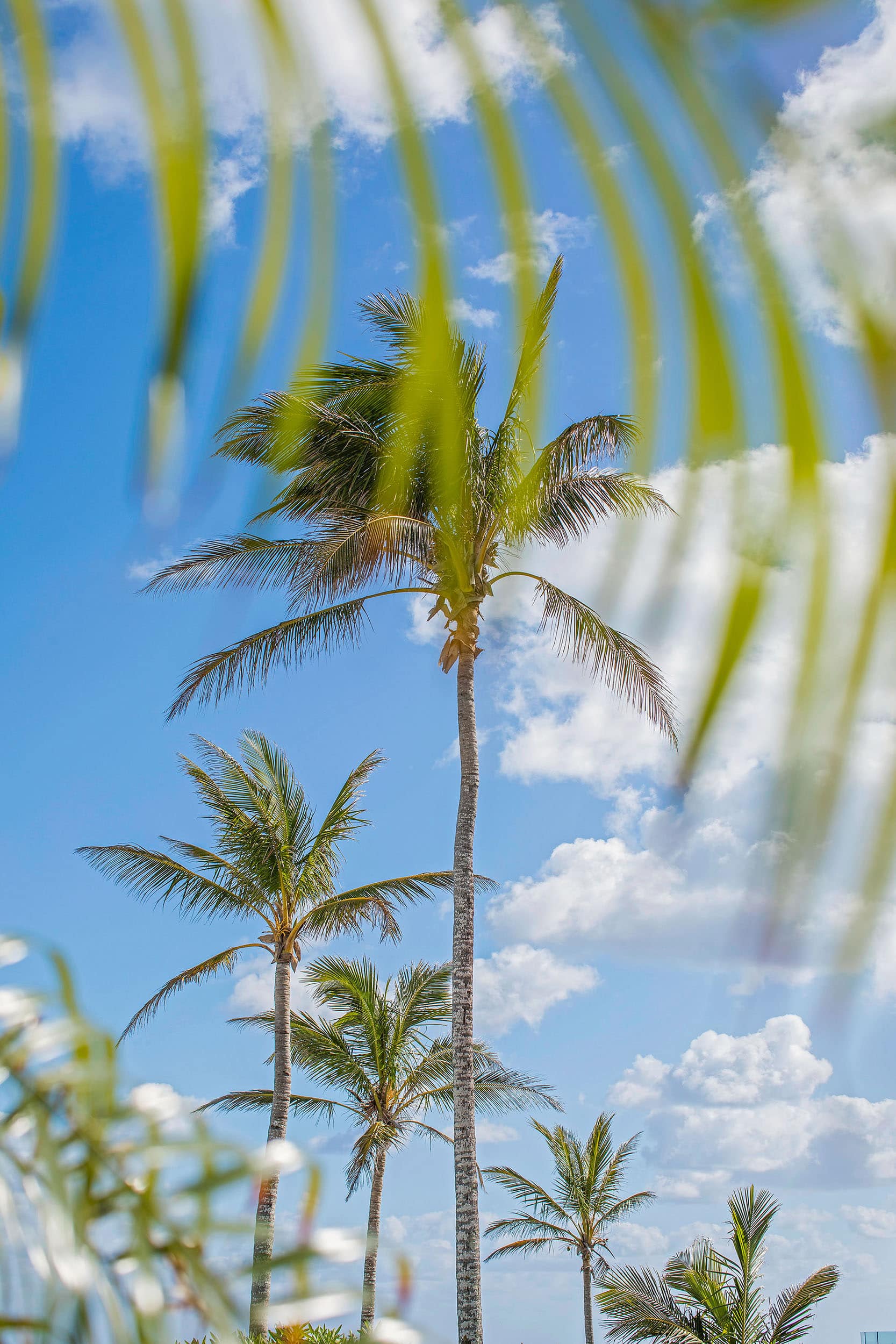 palm trees